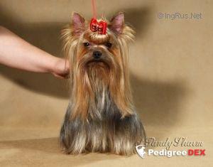  DREAM MAKER YOREX &mdash; Labaza DogPedigree YorkshireTerrier